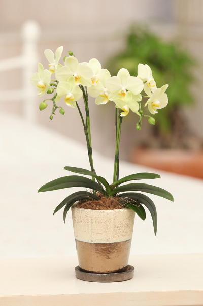 胡蝶蘭をお祝いで贈る際に注意する事