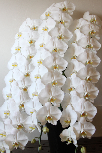 胡蝶蘭をお祝いで贈る際に注意する事